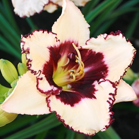 Blueberry Sundae Daylily Root - Attracts Butterflies and Hummingbirds - Good as Cut Flowers - Naturalizing - Perennializing - Easy to Grow Live Plants - Outdoor Garden