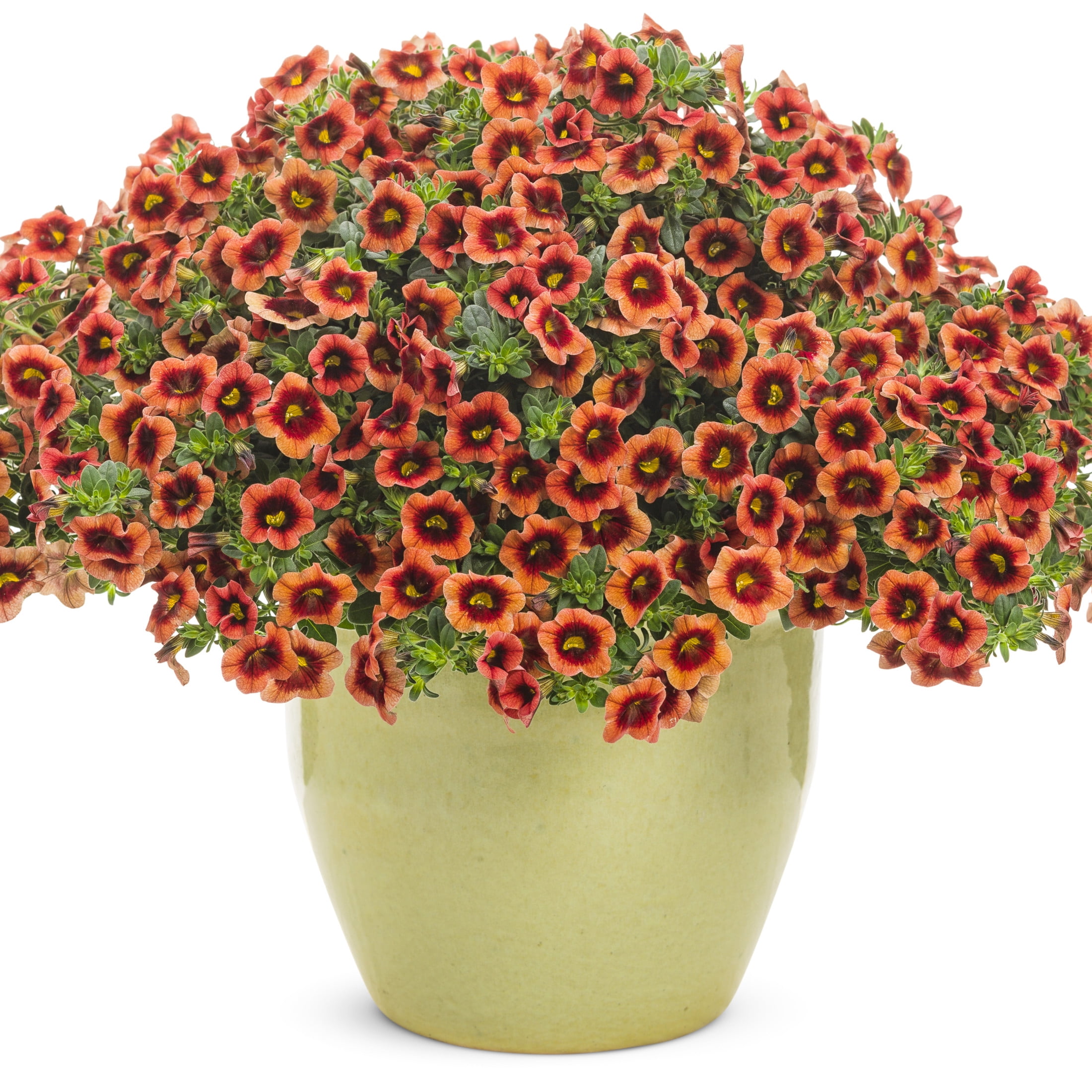 Proven Winners 4" Orange Superbells Tangerine Punch Calibrachoa Live Plant in 4.25" Pot (4 Count)
