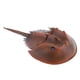 thumbnail image 1 of Modelo de cangrejo Hugo Juguete Educativo figura de animal, 1 of 6