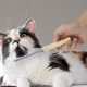 thumbnail image 1 of Pet Comb Stainless Steel Teeth Wooden Handle | Double-Sided Wide and Fine Tooth Grooming Tool | Anti-Static Detangling Brush for Cats Dogs | 7.8x1.38x0.39 in | Easy Clean | 1 Pack, 1 of 6