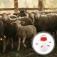 thumbnail image 4 of Comedero para corderos, cabras, perros y cerdos, biberón de plástico grueso, de silicona (blanco), 4 of 6