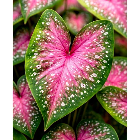 4 Scarlet Fire Caladium Bulbs for Planting - Beautiful Spotted Leafs Stand Out - Perennial Hosta, Fancy (4 Bulbs)TWPP