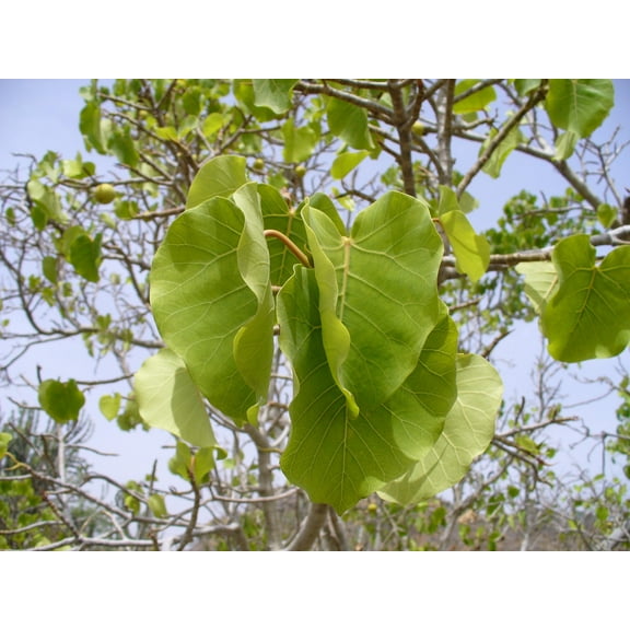 Umbrella Tree Fig–Ficus umbellata–Elegant indoor plant  6" Pot