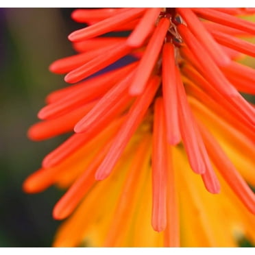 50 Seeds TORCH LILY Red Hot Poker / Tritoma / Kniphofia Uvaria Flower Seeds