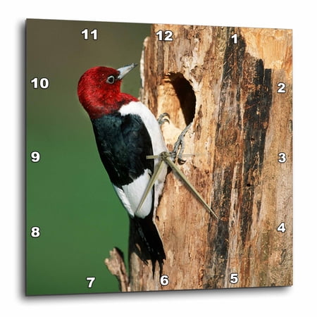 3drose, Red-headed Woodpecker at Nest Site, Illinois, 10x10 Wall Clock