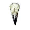 thumbnail image 1 of The Vault V66 Reliquary Raven Skull, Poly Resin, 1 of 1