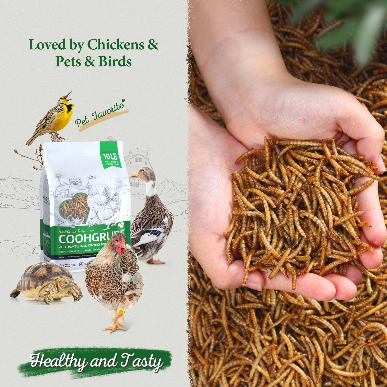 COOHGRUBS 100% Natural Dried Mealworms, Non-GMO Meal Worms for Chickens, Ducks & Wild Birds, High Protein Chicken Treats & Bird Food, 10-lb Box