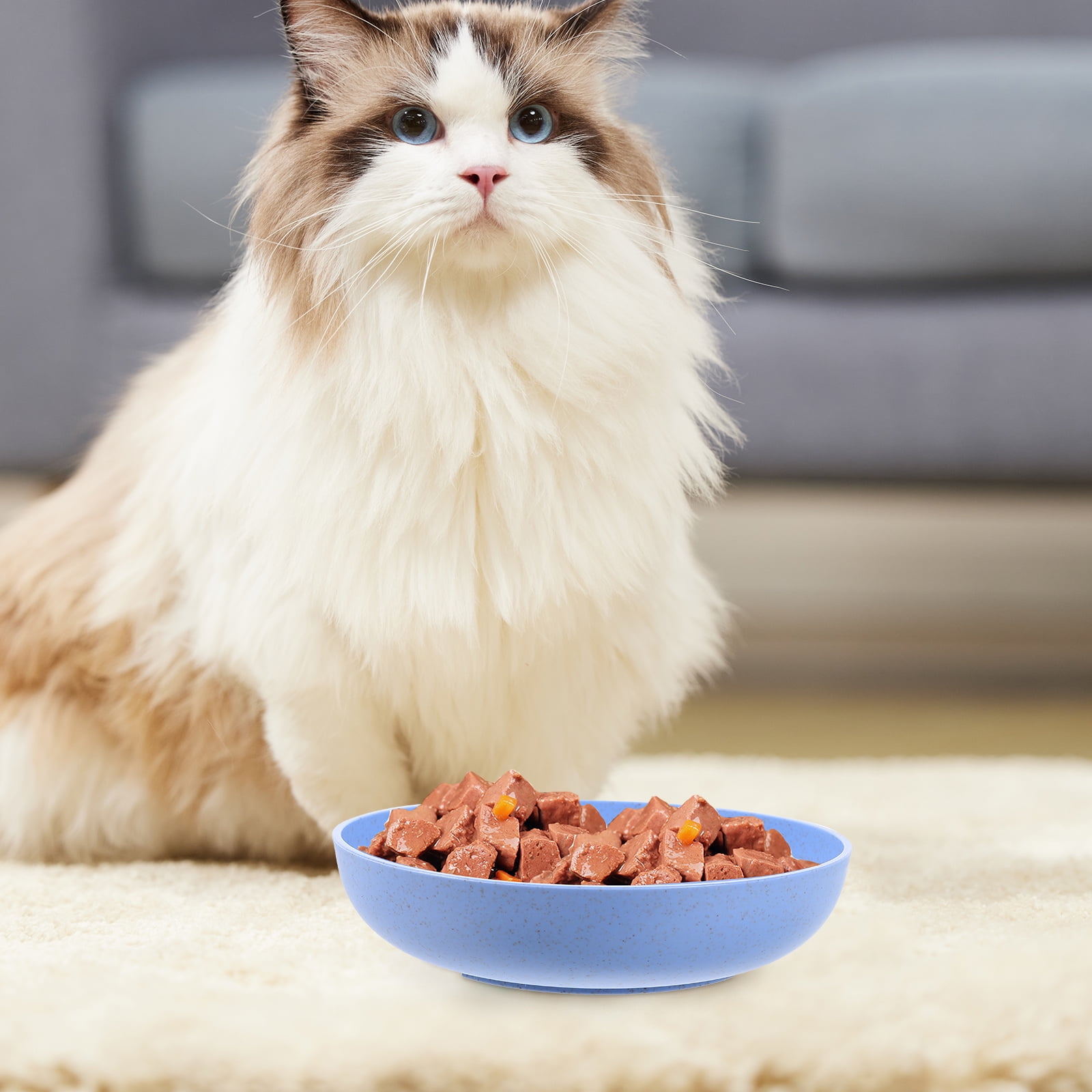 Cat feeding plates sales
