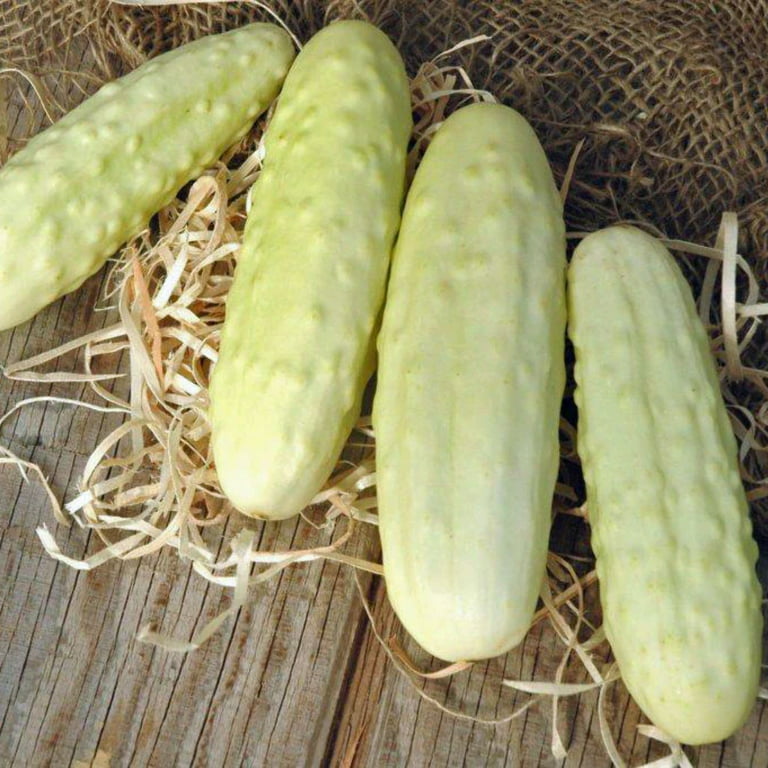 Cucumber Silver Slicer Seed Organic - 50 Seeds
