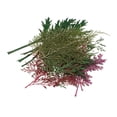 thumbnail image 1 of simhoa 1 Bag Pressed Natural Dried Flower Leaves Mixed For Jewelry Making Candle Making 24pcs, 1 of 8