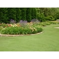 thumbnail image 3 of Daylily 'Aztec Gold' - 15 Live Plants - Hemerocallis Blooming Ground Cover Ornamental Foliage, 3 of 8