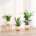 thumbnail image 3 of FIASON 3 Pack White Plant Pots Set, 9/10/12 Inch Self-Watering Planters with Drainage Holes and Saucers, Durable Plastic Flower Pots for Indoor, Outdoor, Kitchen, Window and Garden Decor, 3 of 9
