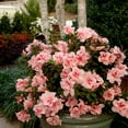 thumbnail image 4 of Encore Azalea Autumn Belle Live Shrub, 4 of 11