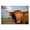 Highland Cow Portrait_v4, variant on Stupell Industries Farmhouse Modern Cattle Portrait Minimal Farm Animal Photography Canvas Art, 30 x 24, by Marika Moffit