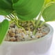 thumbnail image 5 of Bearachild Plástico Durabilidad duradera Las pequeñas plantas falsas durarán muchos años Fácil de limpiar Decoración, 5 of 6