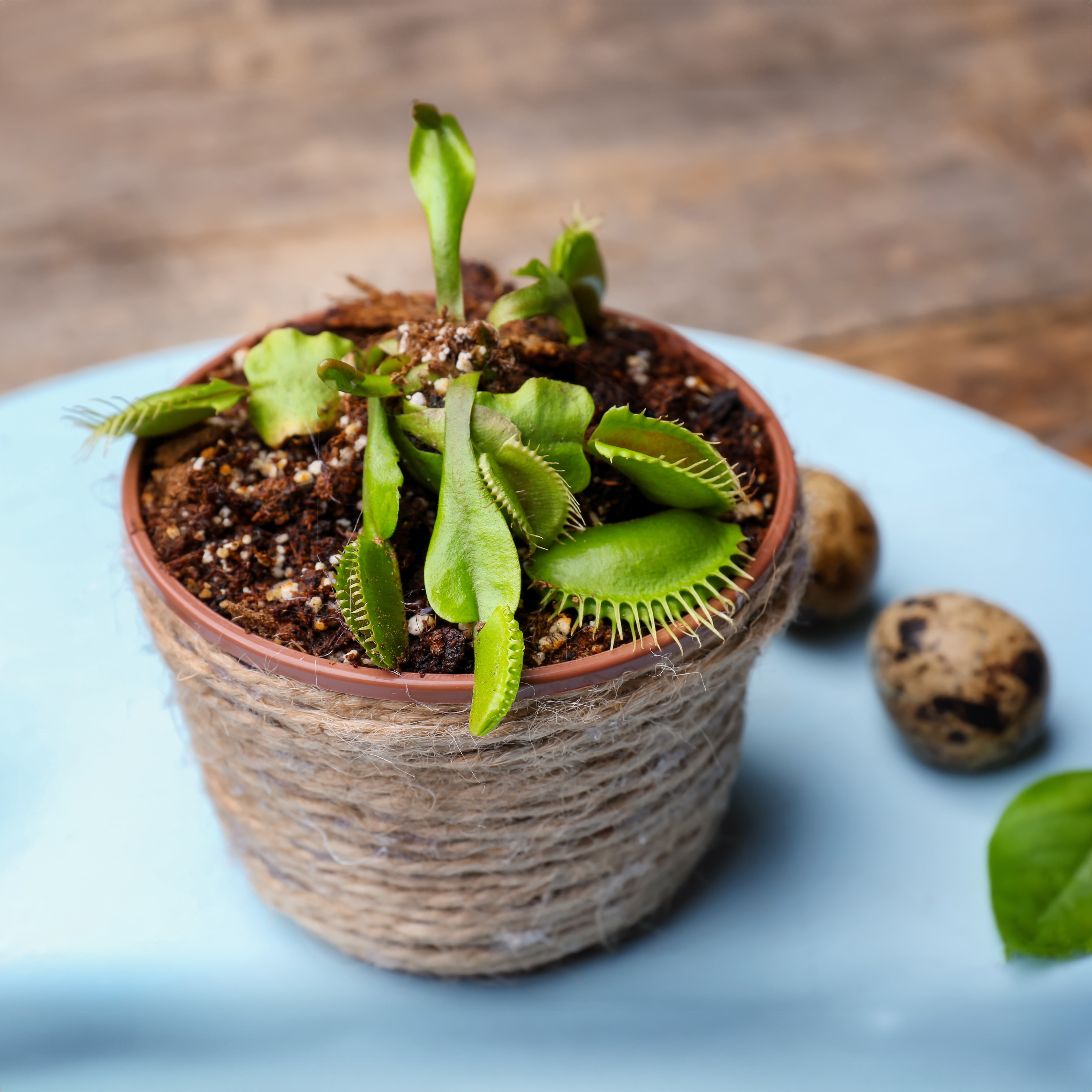 Plant Food Premium Carnivorous Spray By Perfect Plants | Foliage