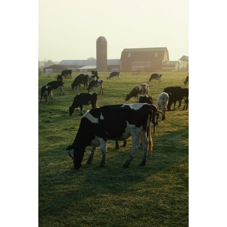 Dairy Cattle Grazing Canvas Art - Natural Selection David Spier Design Pics (12 x 18)