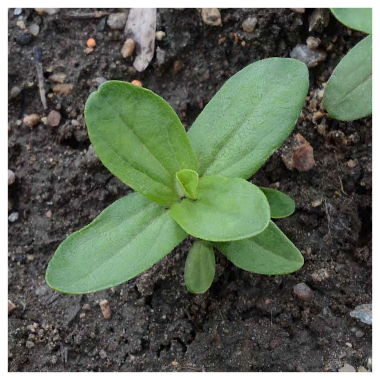 Everwilde Farms - 1 lb Orange King Zinnia Garden Flower Seeds - Gold Vault Bulk Seed Packet