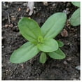 thumbnail image 3 of Everwilde Farms - 1/4 lb Orange King Zinnia Garden Flower Seeds - Gold Vault Bulk Seed Packet, 3 of 3