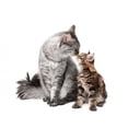 thumbnail image 2 of Maine Coon Cat and Wall Decal by Wallmonkeys Peel and Stick Graphic (36 in W x 34 in H) WM216850, 2 of 4