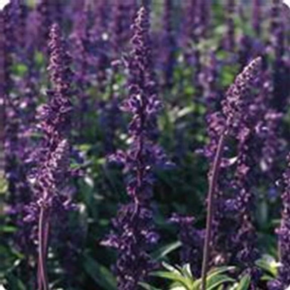 Salvia Flower Garden Seeds - Evolution Violet- 1000 Seeds - AAS Winner - Annual Flower Garden - S. Coccinea