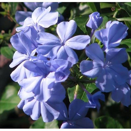 Classy Groundcovers, Ceratostigma plumbaginoides Plumbago larpentae, P. larpentiae (25 Pots, 3 1/2 inch square)