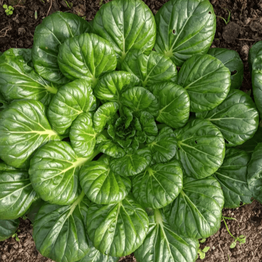 TomorrowSeeds - Tatsoi Mustard Green Seeds - 4000  Count - For 2026 Planting Spinach Asian Chinese