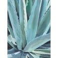 thumbnail image 2 of Clumeck, Alana 12x14 White Modern Wood Framed Museum Art Print Titled - Blue Agave, 2 of 4