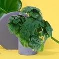 thumbnail image 3 of unbranded 2Ud Enredaderas Falsas Monstera Colgante Verde Para Pared Hogar, 3 of 8
