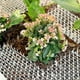 thumbnail image 5 of Estera repelente de gatos con púas, tiras de espinas, repelente de plagas para gatos, estera disuasoria Compatible con jardín al aire libre, 5 of 5