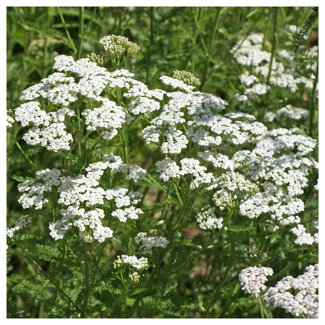Everwilde Farms - 1 lb White Yarrow Native Wildflower Seeds - Gold Vault Bulk Seed Packet