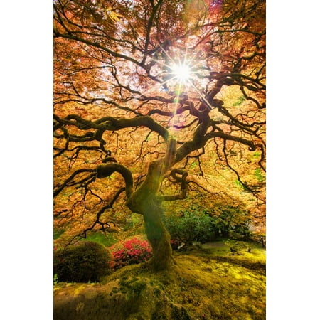 Autumn Maple and Sun, Japanese Garden Portland Oregon Print Wall Art By Vincent (Best Dwarf Japanese Maple Full Sun)