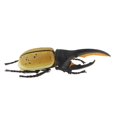 thumbnail image 4 of Juguete de modelo de animal para , material didáctico de ciencia escolar Hugo  Juguete realista de insectos naturales, 4 of 10