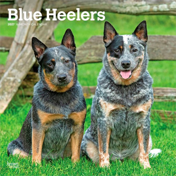 Blue Heelers | 2027 12x24" (Hanging) Wall Calendar | Plastic-Free