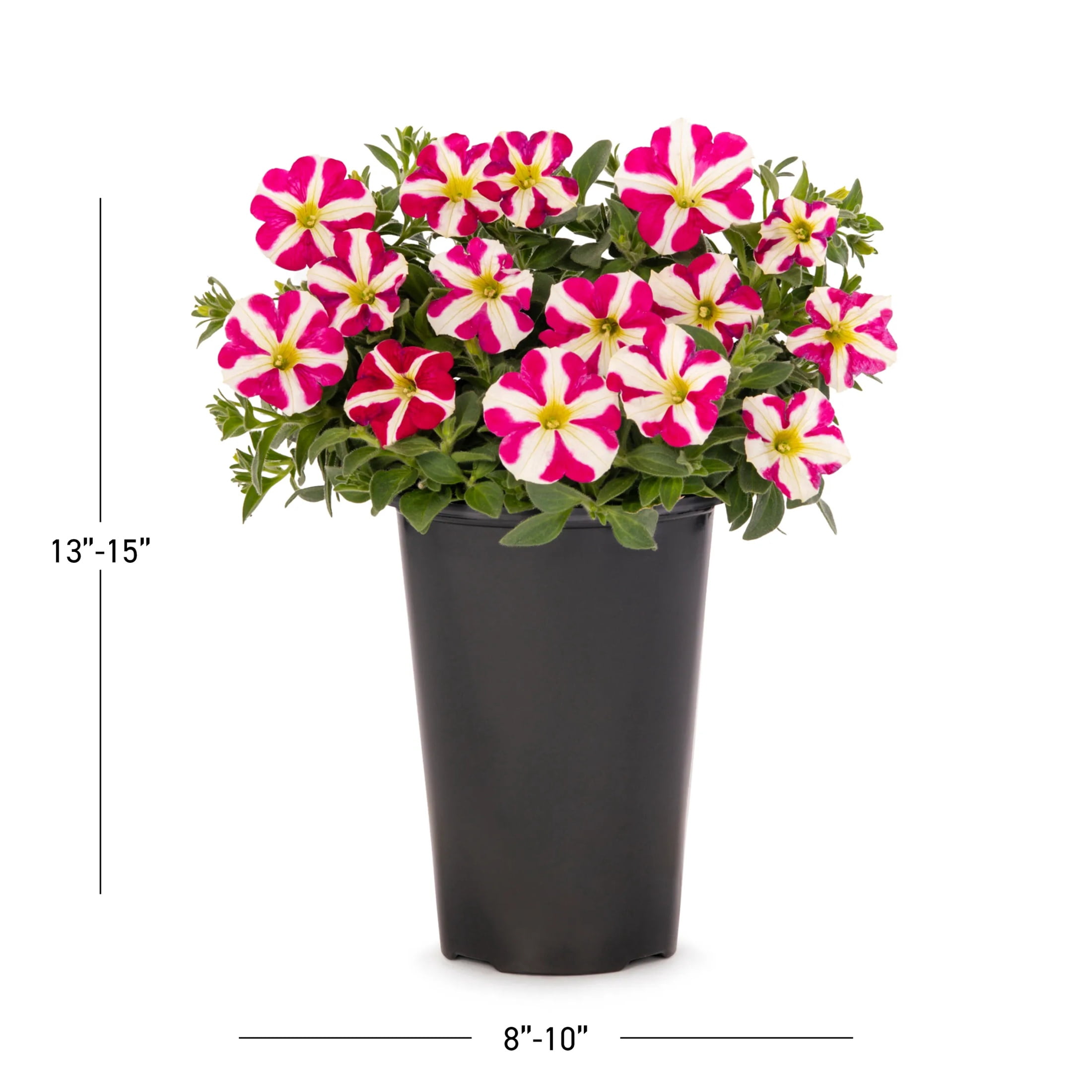 Amore 2QT Pink White Petunia Live Annual Plant Sun 3-Pack