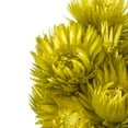 thumbnail image 3 of Vickerman 13-14" Basil Everlasting Flowers, approximately 23 blooms, Dried, 3 of 4