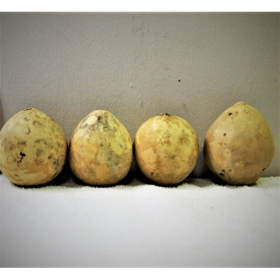 Bushel Gourd Seeds/ Perennial/ Full Sun/ 120 Seeds 1 oz/ Zellajake Farm and Garden- B39