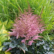 Van Zyverden Astilbe Chocolate Kiss Set of 5 Plant Roots Multicolor Partial Shade Pollinator 2 lbs