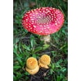thumbnail image 2 of Hellmann, Stan 11x14 Black Ornate Wood Framed with Double Matting Museum Art Print Titled - Amanita Muscaria, 2 of 4