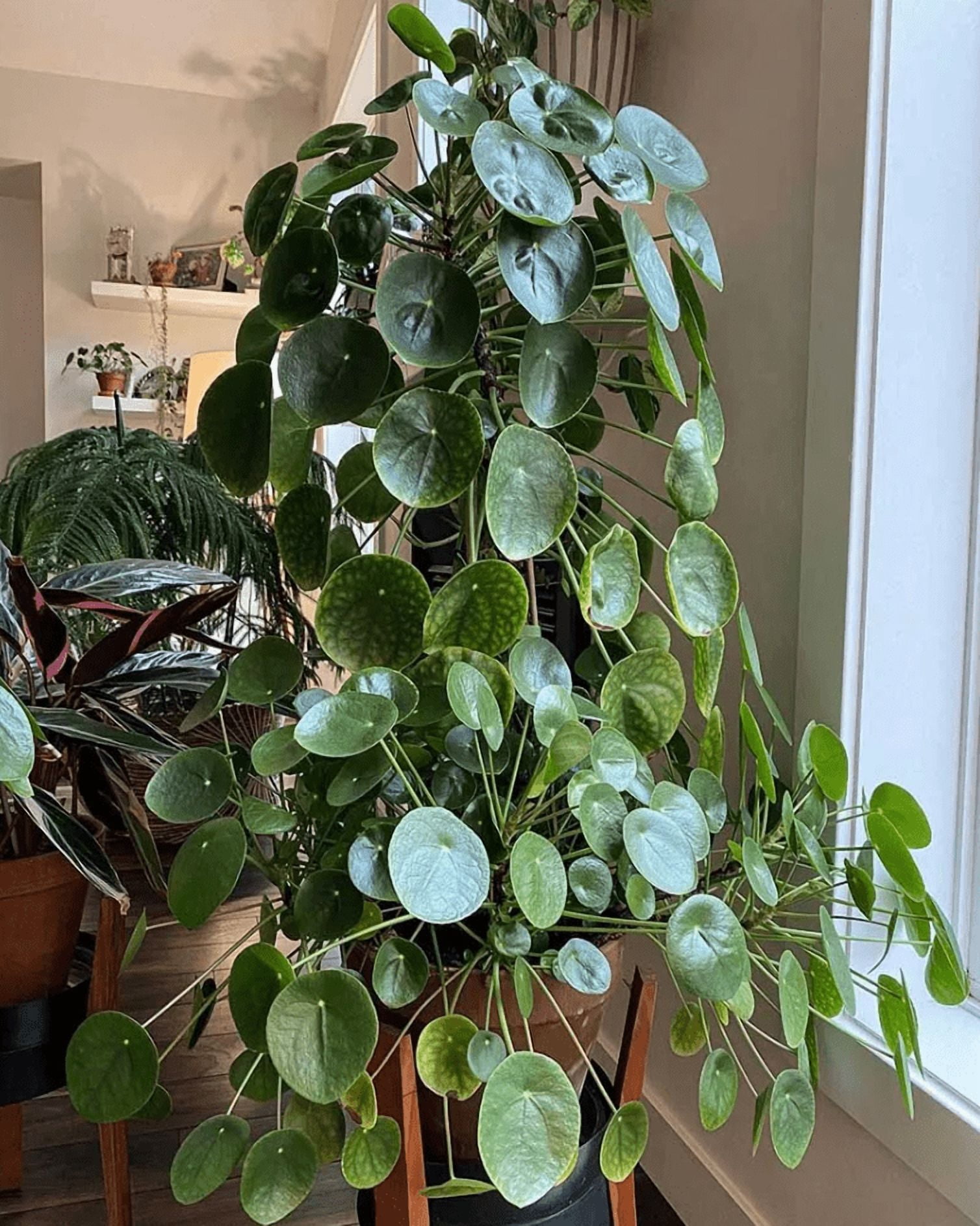 Pilea Peperomioides Plant Live for Planting, Chinese Money Plant in 2 Inc Pot, House Plant for Gardening Outdoors Indoors