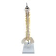 thumbnail image 1 of Xingzhi Spine Model Vertebral Column Anatomical for Classroom Kids Display Learning hanging, 1 of 1