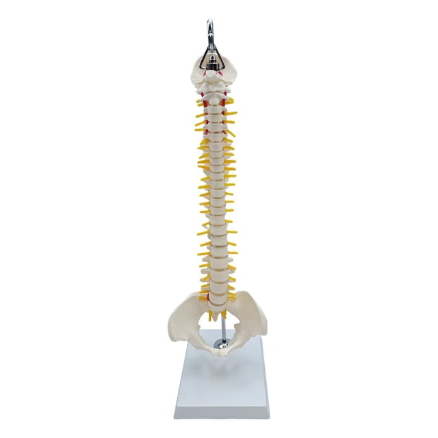Xingzhi Spine Model Vertebral Column Anatomical for Classroom Kids Display Learning hanging