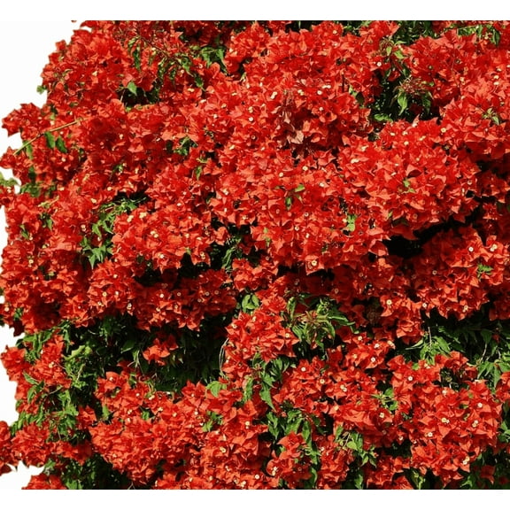 Pack 2 Double Red Bougainvillea Tree Live Plants Paperflower Bougainvillea Vine 4-6 Inch Tall