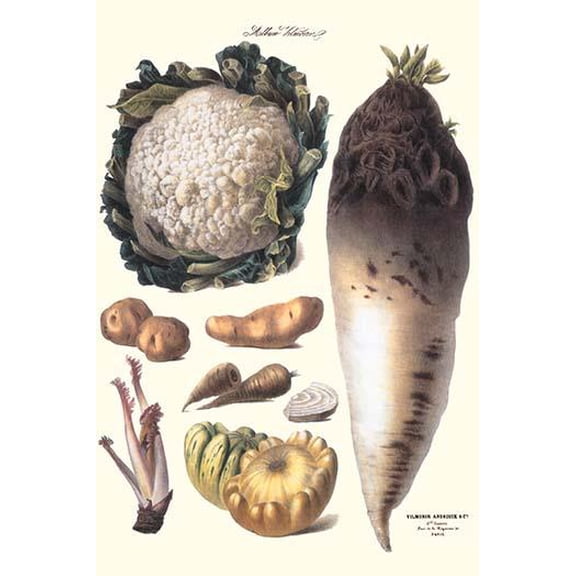 Vegetables: Califlower, gourds, potato, onion,-Fine Art Canvas Print (20" x 30")