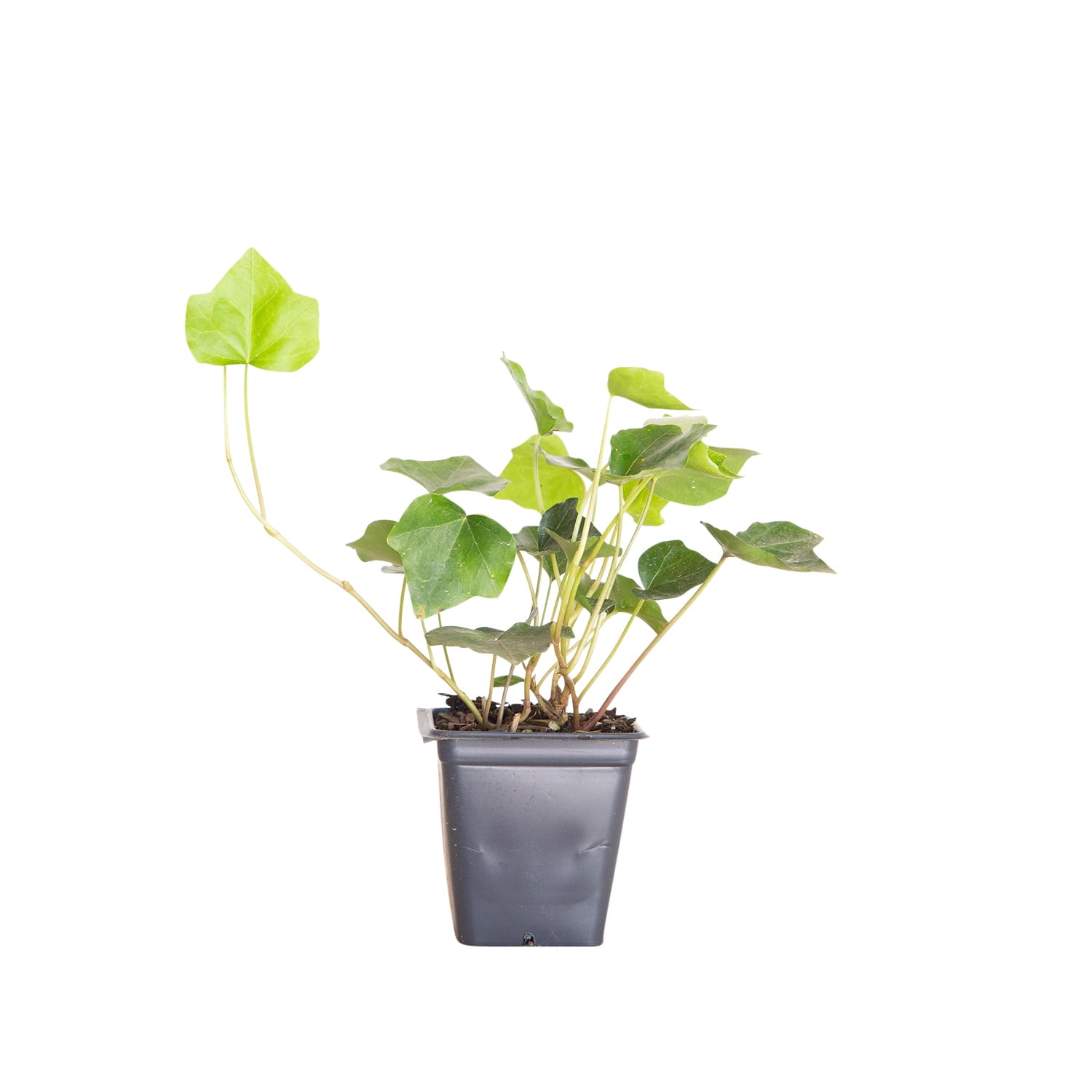 Expert Gardener English Ivy - 54 Pack (3.25 In. Pots) Evergreen Groundcover Vine - Full Sun to Part Sun Live Outdoor Plant