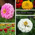 thumbnail image 4 of California Giants Zinnia Seeds - Non GMO Heirloom Varieties for your Flower Garden - 4 Pack, 4 of 5