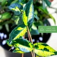 thumbnail image 6 of American Plant Exchange Jasmine Summer Sunset, Colorful Live Plant, 6-Inch Pot, Vining Foliage, 6 of 6