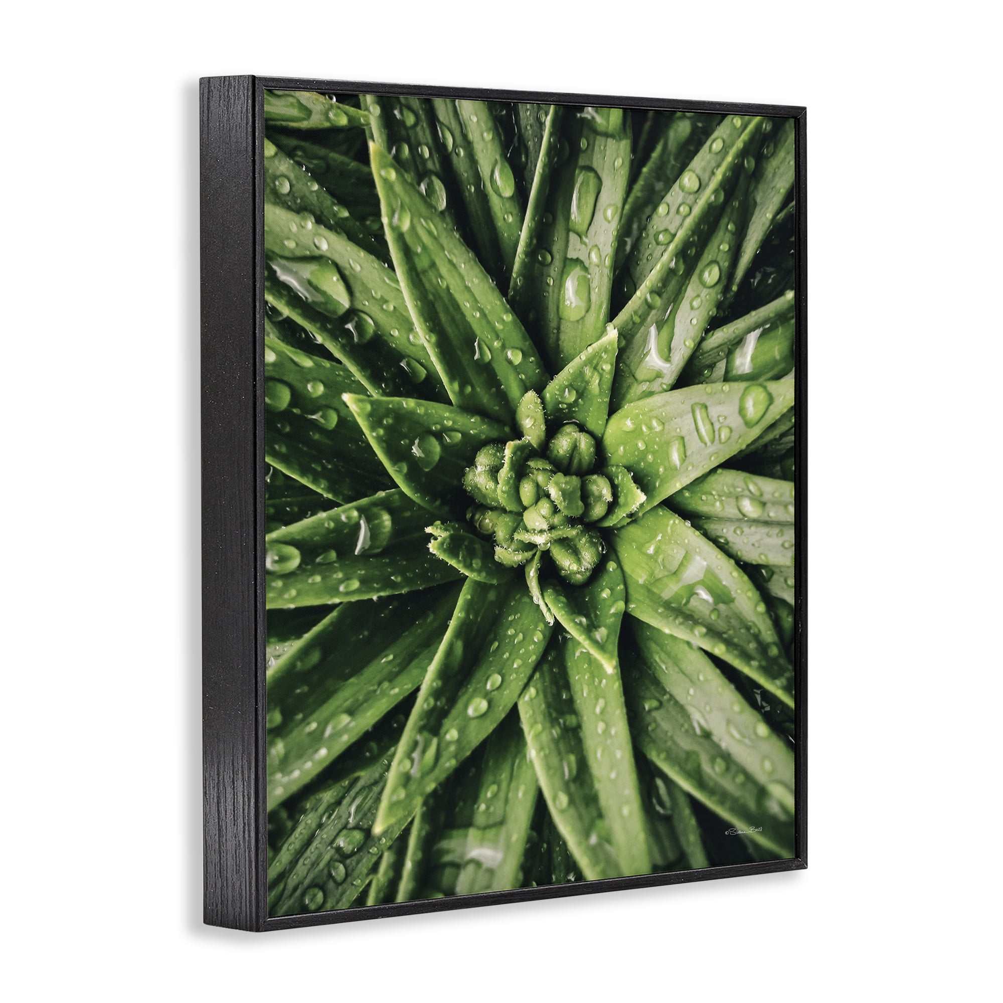 Stupell Industries Succulent in Rain Botanical & Floral Photography Black Framed Art Print Wall Art, 16 x 20
