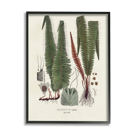 Stupell Industries Fern Latin Study Botanical & Floral Painting Black Framed Art Print Wall Art, 11 x 14