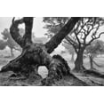 thumbnail image 2 of Podt, Martin 32x23 White Modern Wood Framed Museum Art Print Titled - The Elephant, 2 of 4